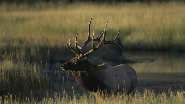 Illustration for article titled 7 Ways A Single Riled-Up Elk Could Completely Reshape This Election Before November